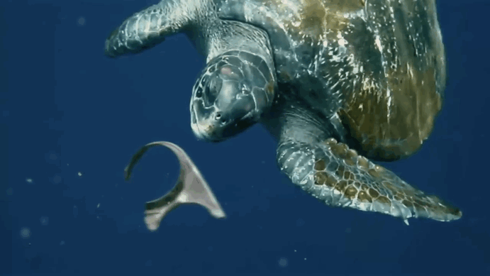 Brewery’s edible six-pack rings feed marine life instead of killing&nbsp;it.